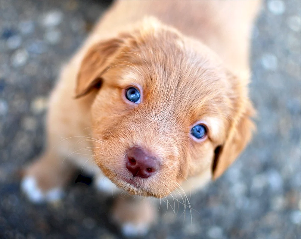 Labrador Retriever rothaarig Jagdhund