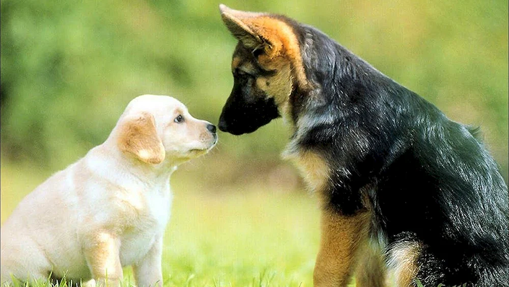 Malamute und Labrador