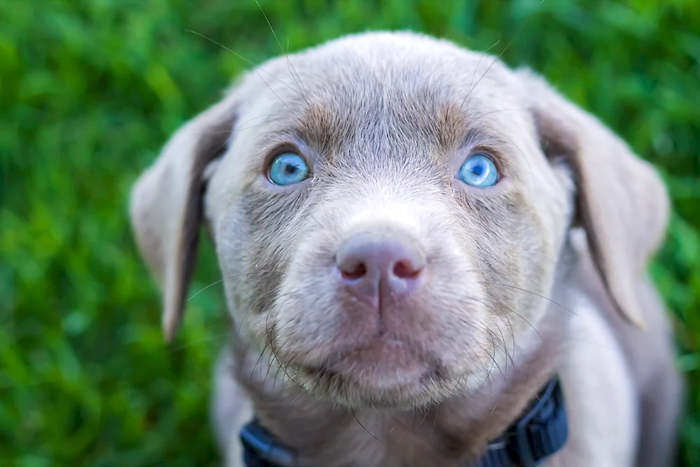 Weimaraner Labrador