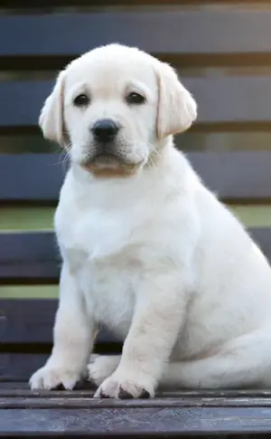 Labrador Retriever grau