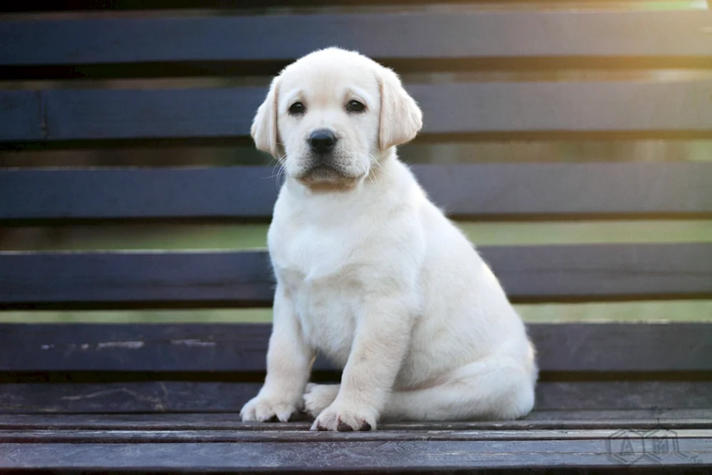 Labrador Retriever grau