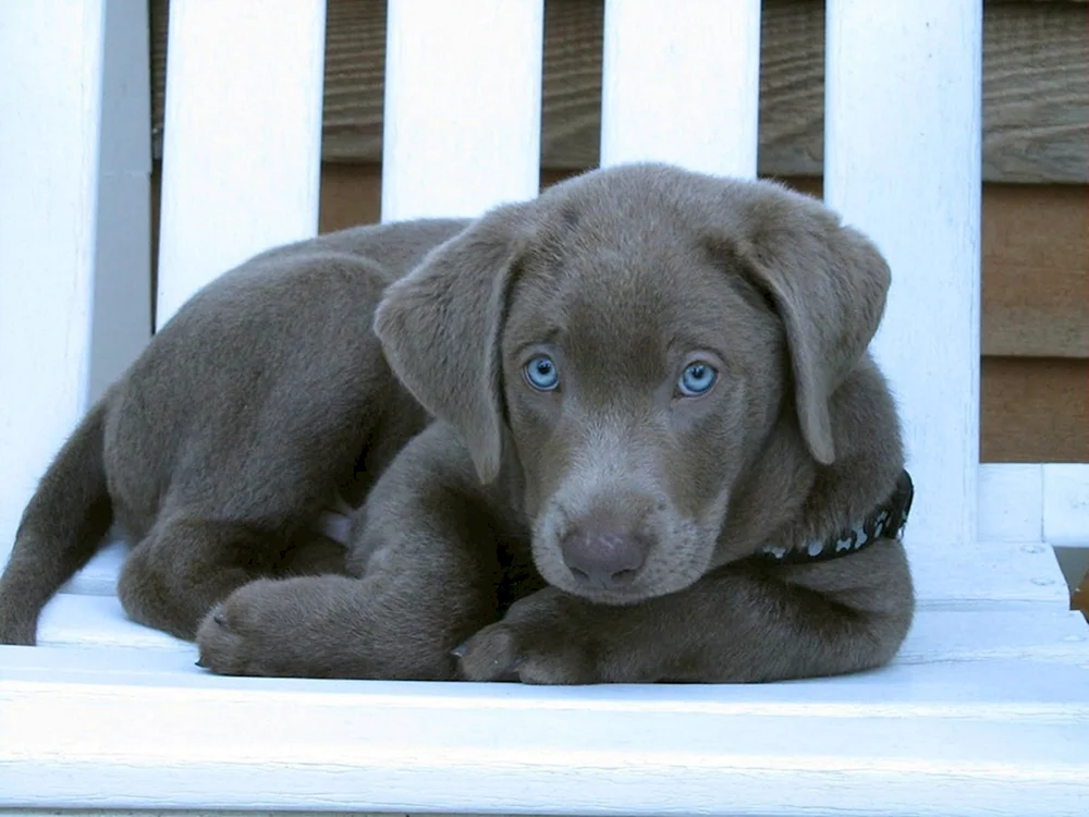 Weimaraner blau