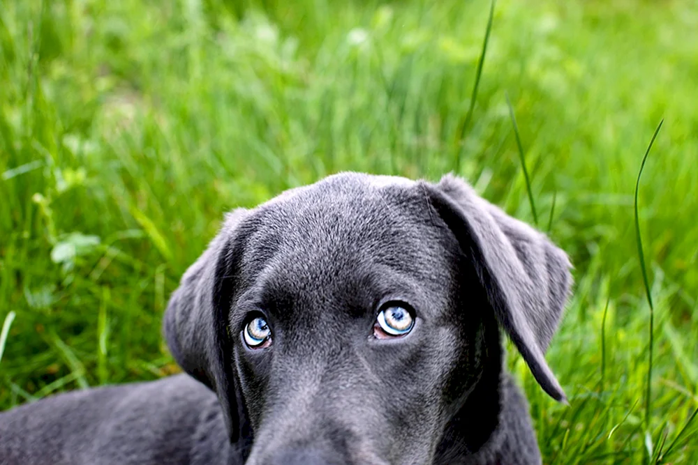 Weimaraner blau.