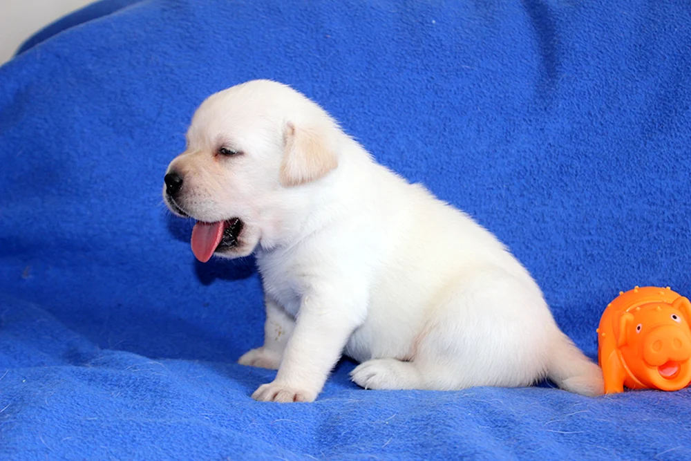 Labrador Retriever schwarz Welpe