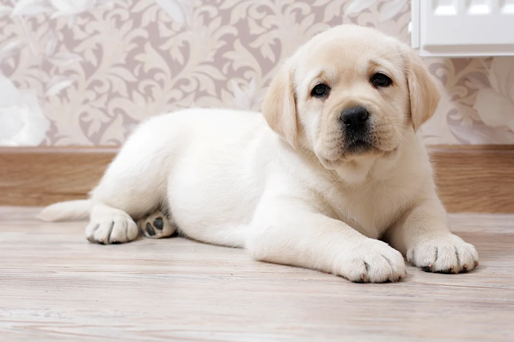 Labrador Retriever Welpe