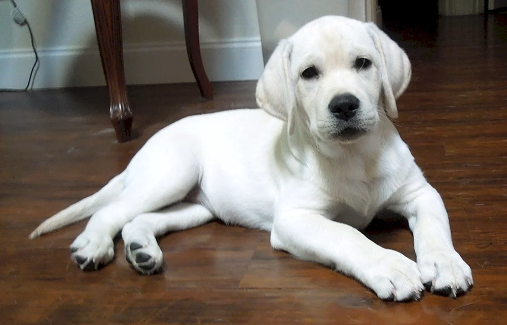 Labrador Retriever