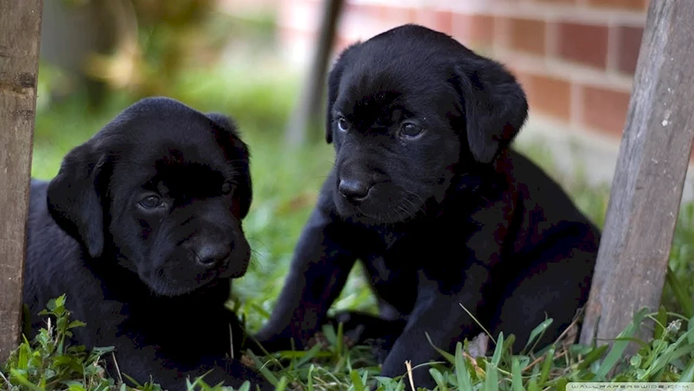 Labrador Retriever