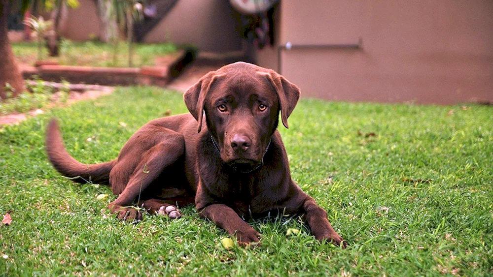 Labrador Retriever Chocolate