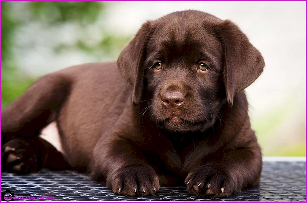 Labrador Retriever Schokolade