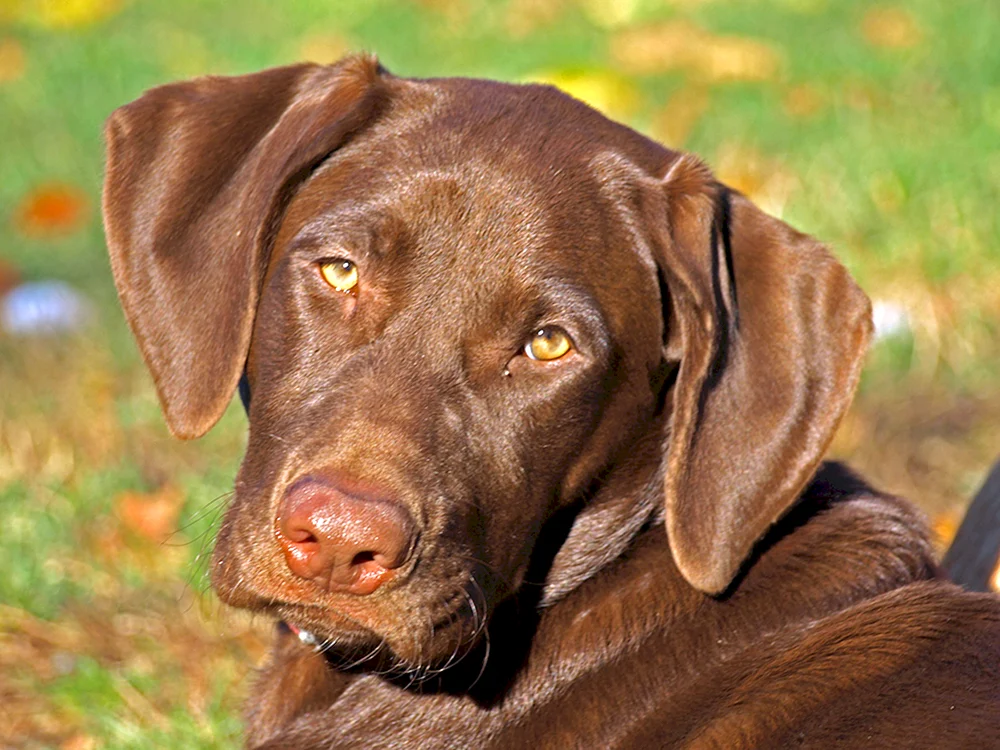 Labrador retriever