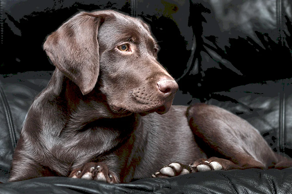 Labrador retriver schoko