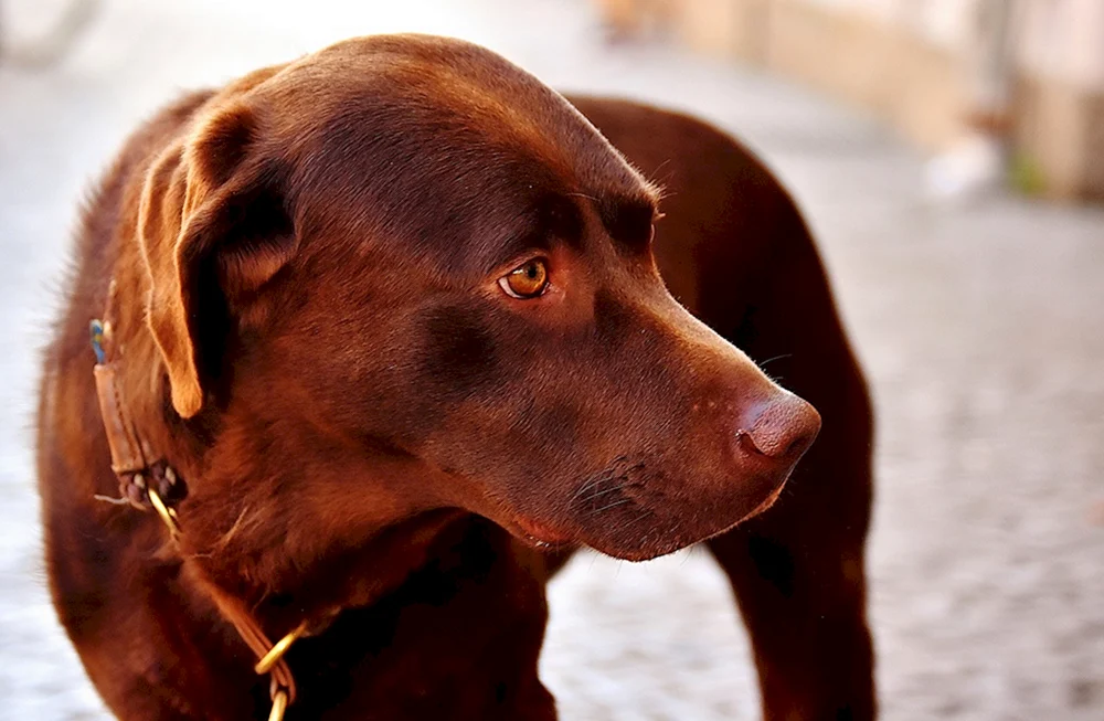 Rottweiler Hund