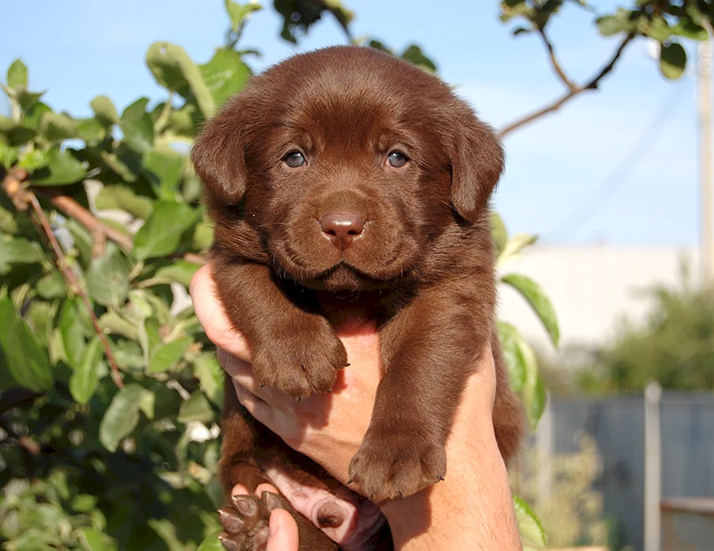 Labrador Retriever Schokolade