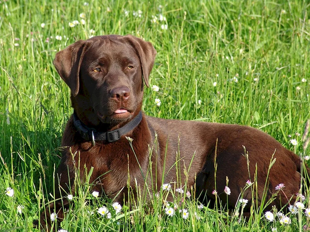 Labrador Retriever chocolate retriever