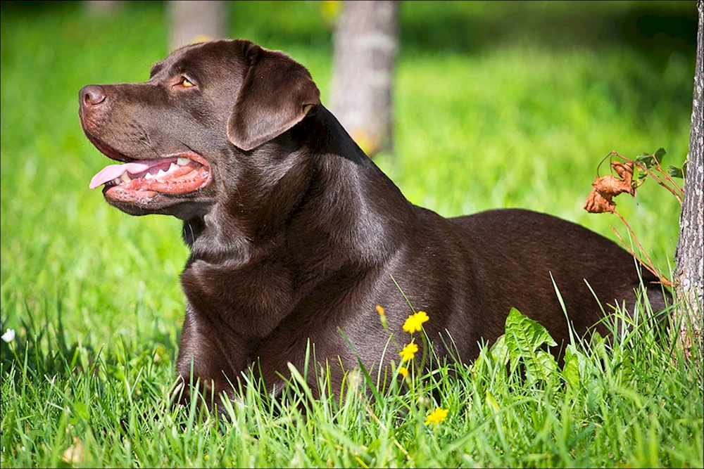 Labrador retriever chocolate