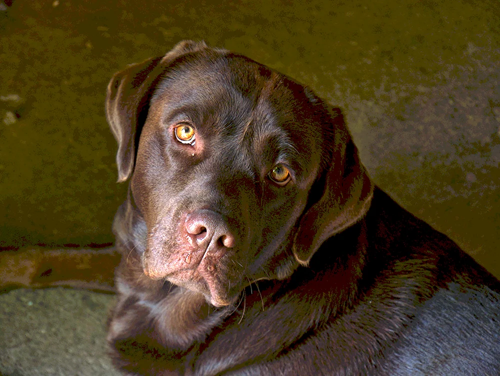 Labrador retriever chocolate