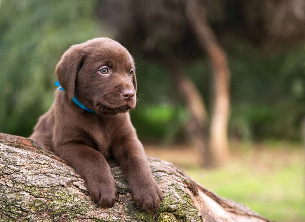 Labrador Retriever schoko