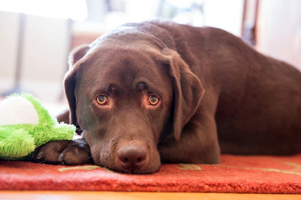 Labrador Retriever schoko