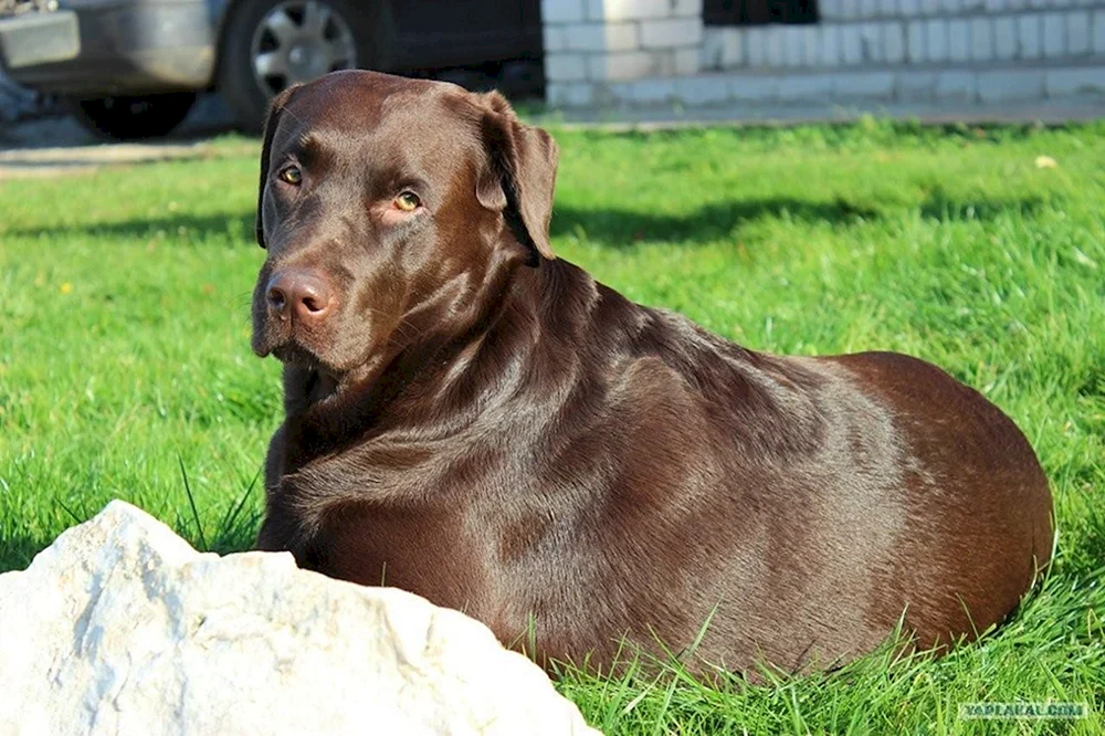 Labrador Retriever schoko