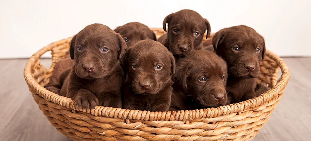 Labrador Retriever Chocolate