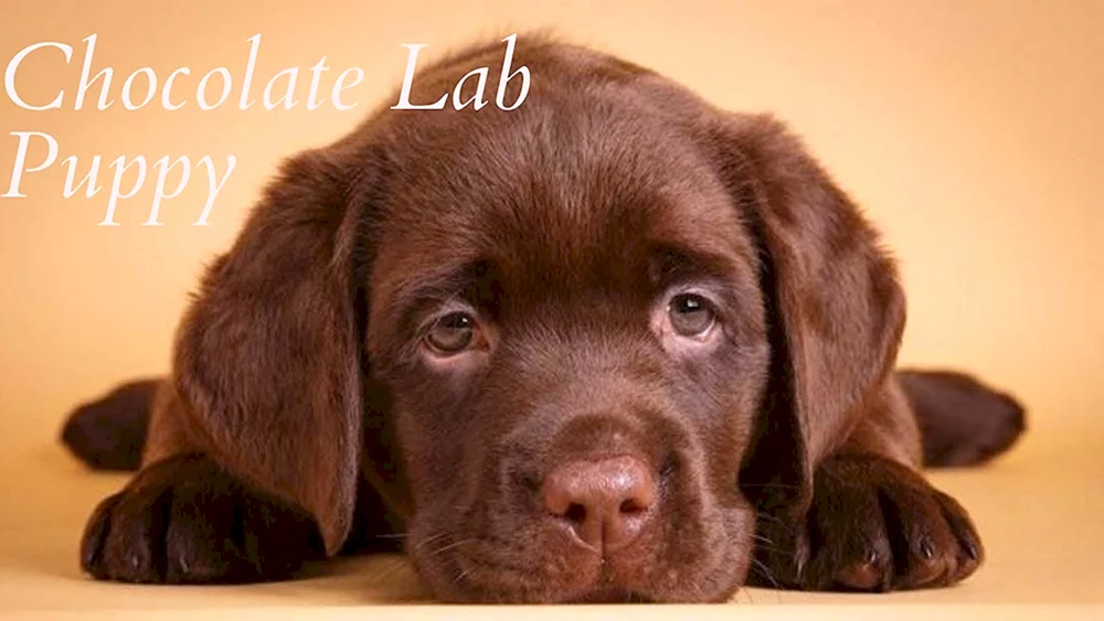 Labrador Retriever Brown