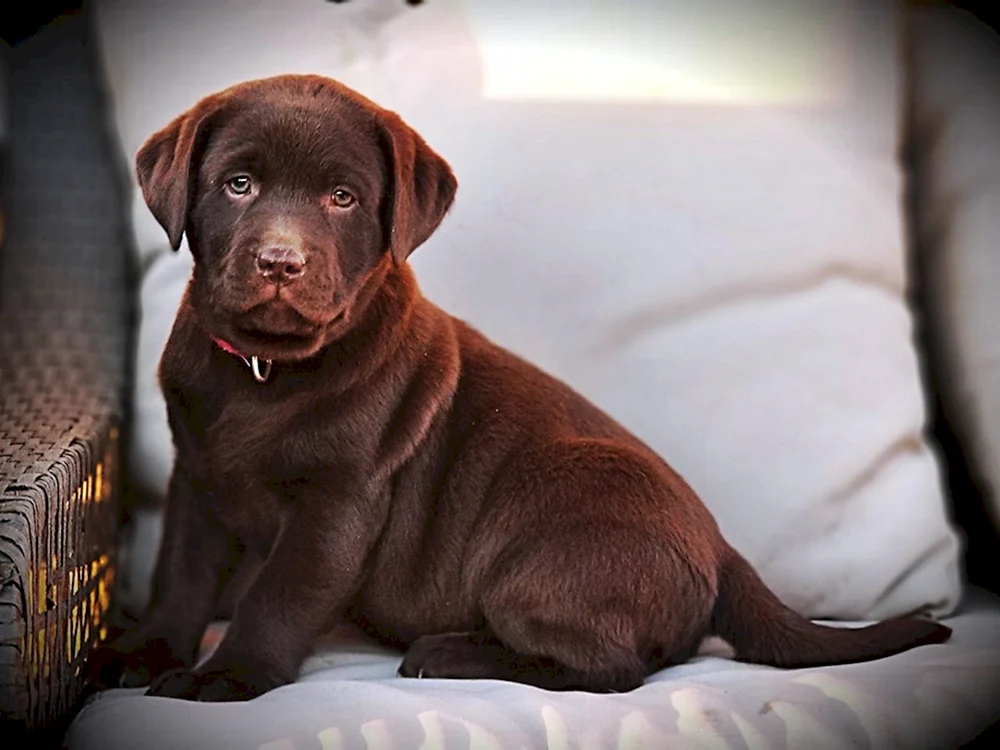 Labrador Retriever Brown Schokolade Retriever
