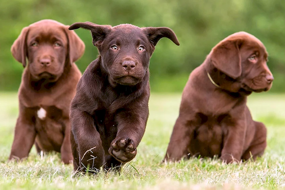 Labrador Retriever Schokolade