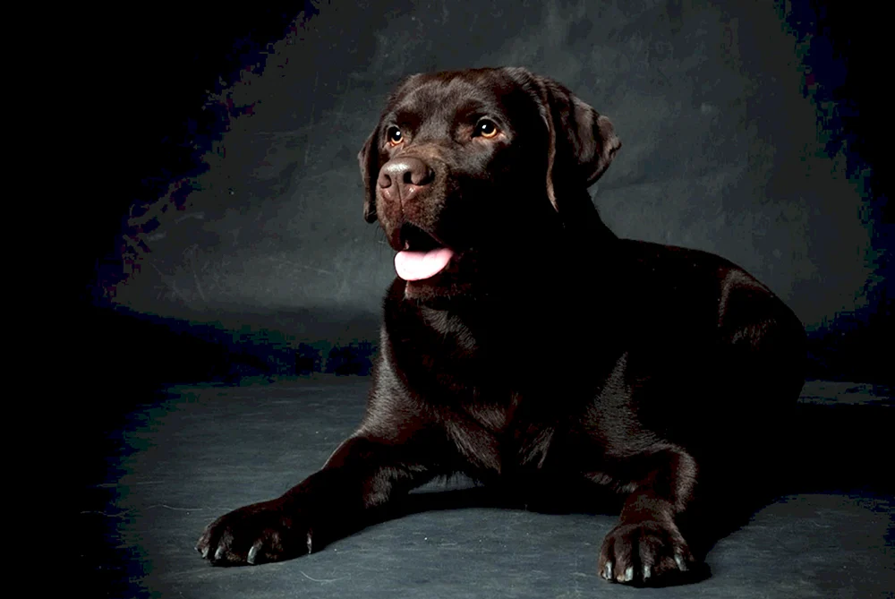 Labrador Retriever Schokolade