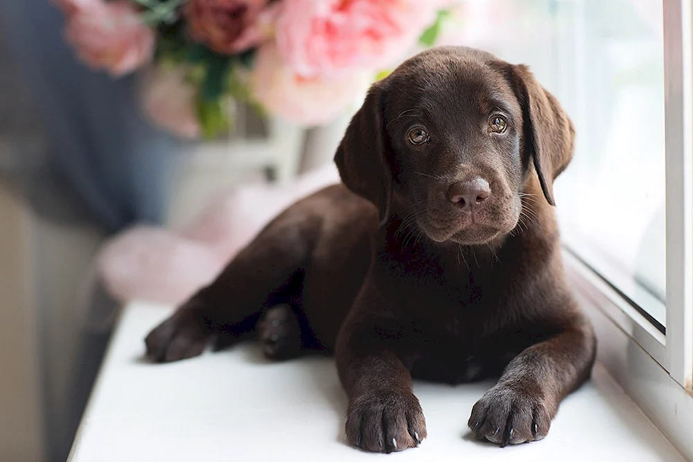 Labrador Retriever Schokolade