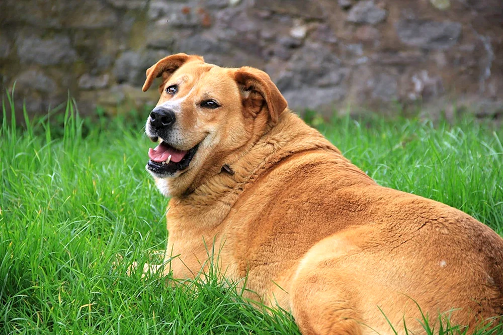 Fetter Hund