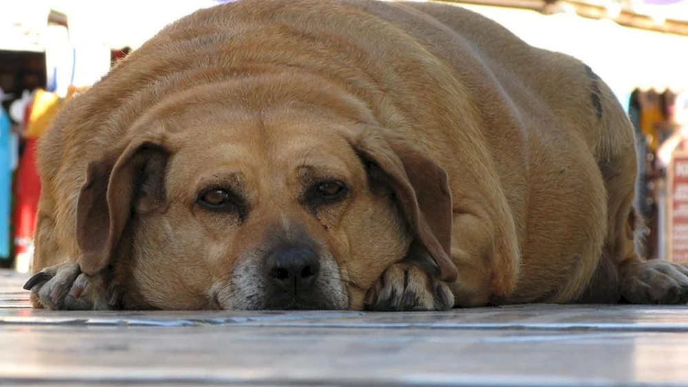Labrador Retriever fetter Hund