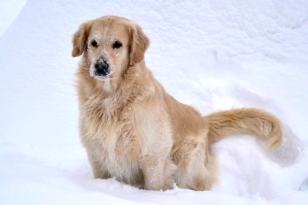 American Labrador Retriever