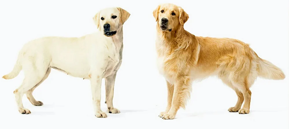 Labrador blass