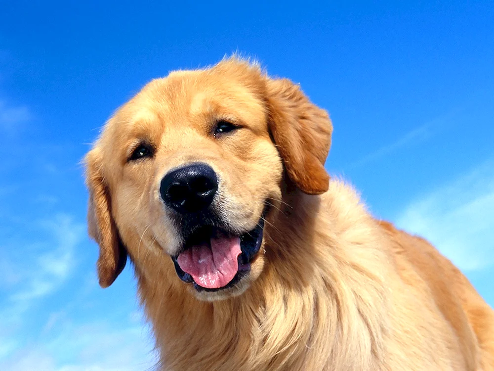Cocker Retriever