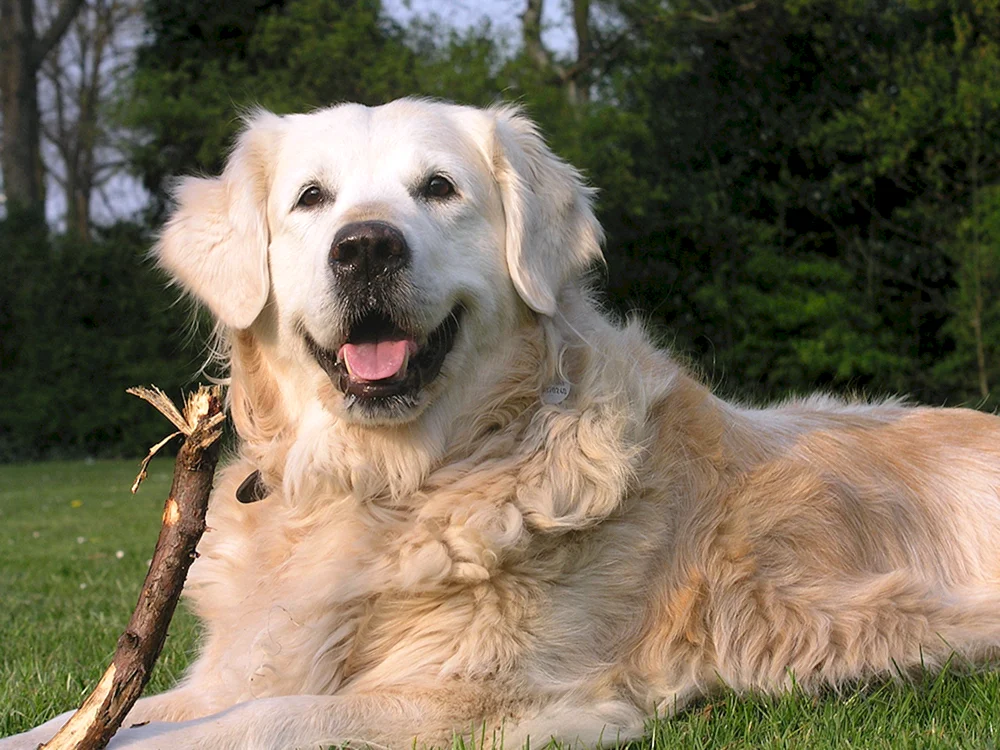 Goldener Labrador Retriever