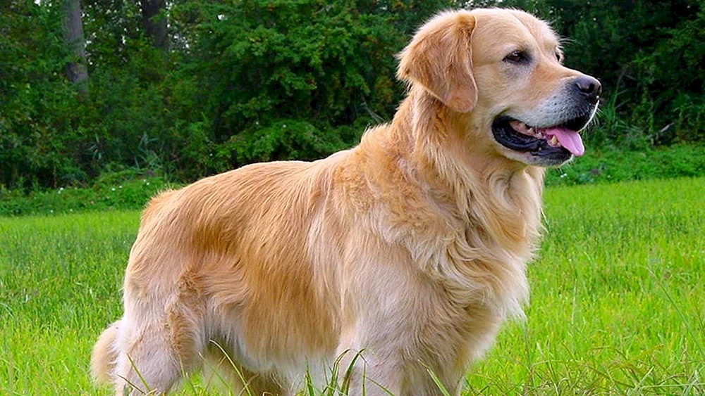 Labrador Retriever