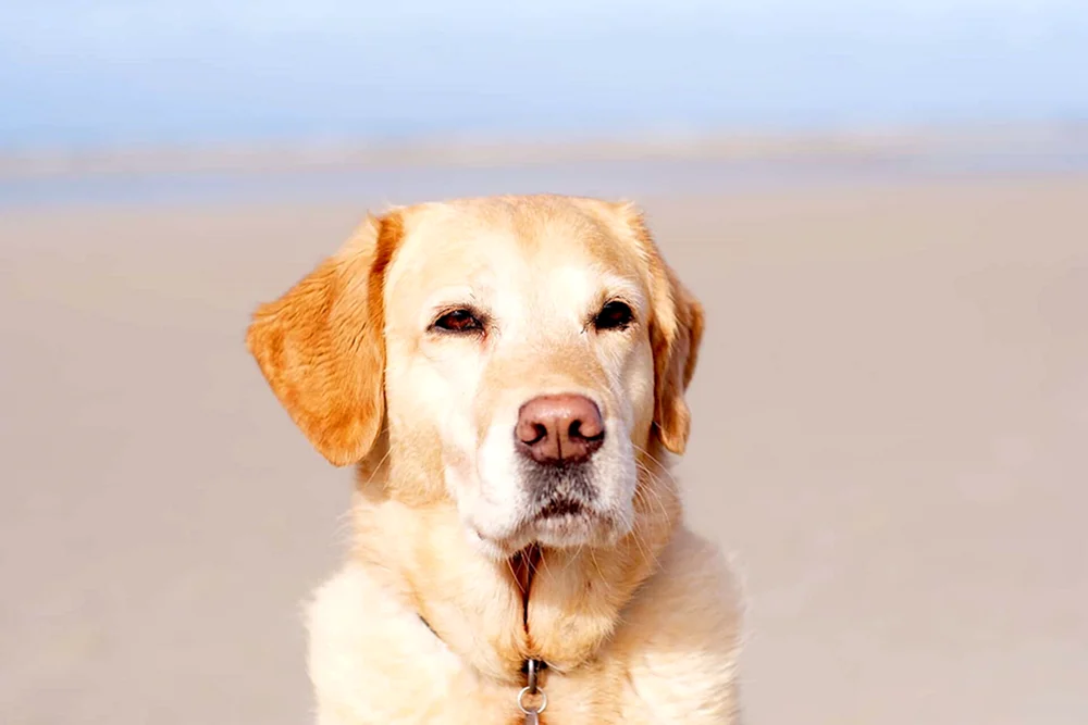 Labrador Retriever rot