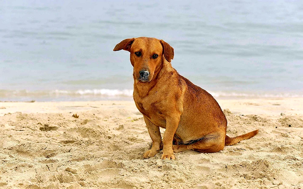 Labrador mit Schäferhund-Mischling