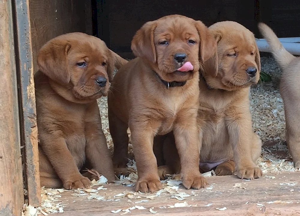 Labrador Fox Retriever rot