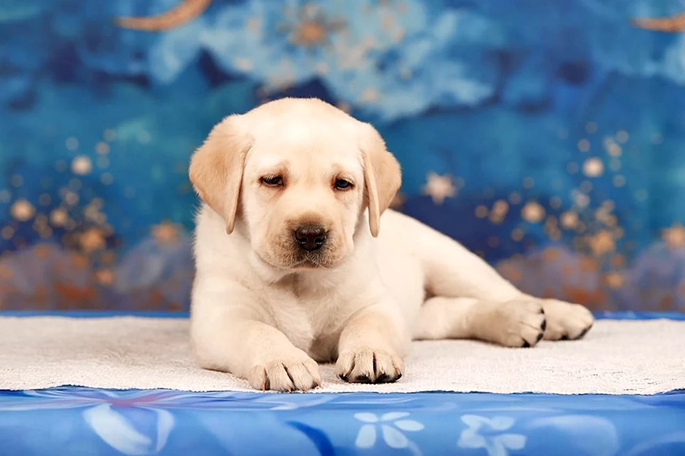 Labrador Retriever