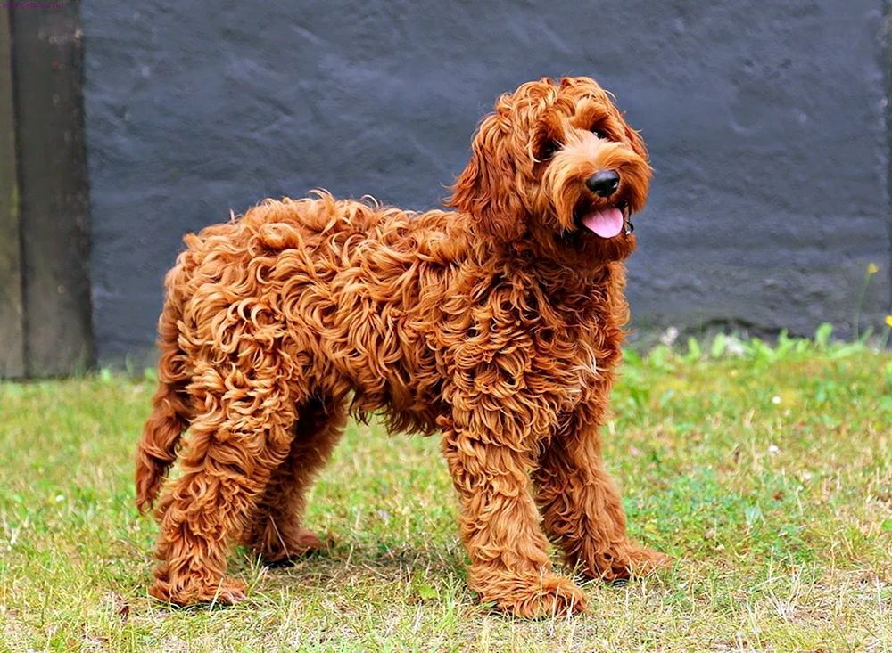 Labradoodle