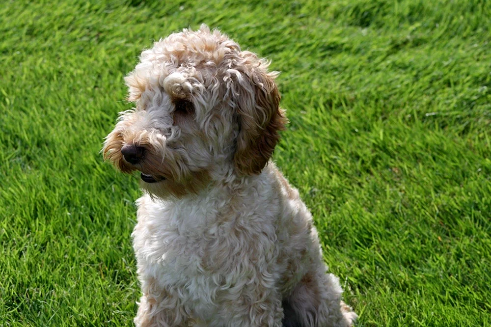 Wasserspaniel Barbet