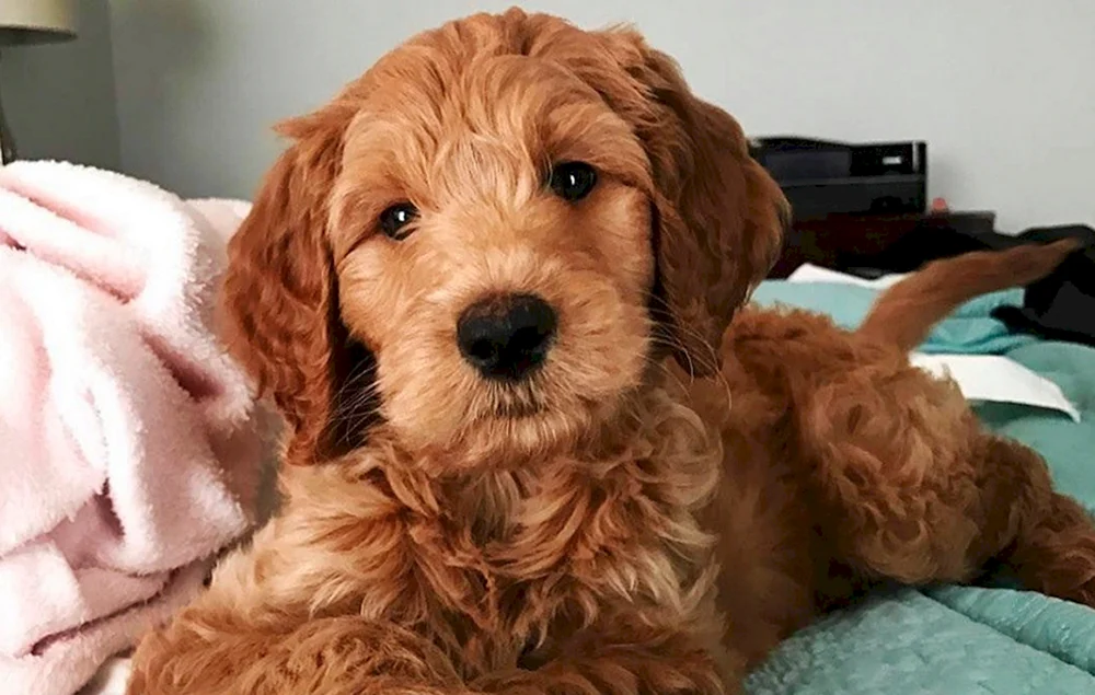 Labradoodle Kakadu Hund