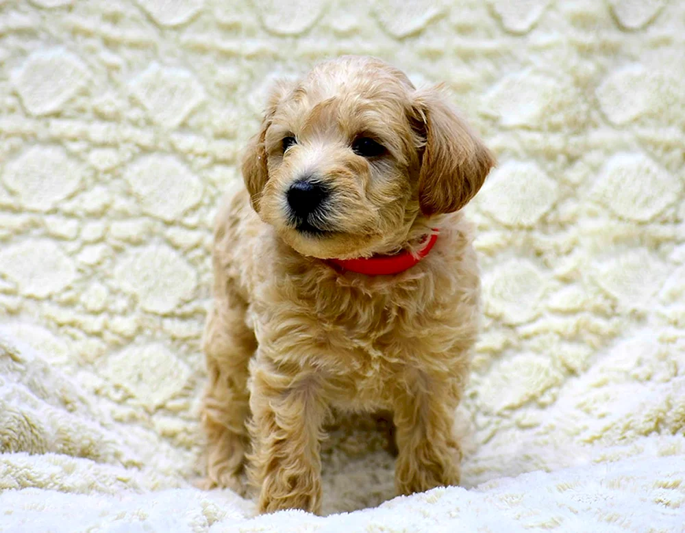 Besallergene Terrier