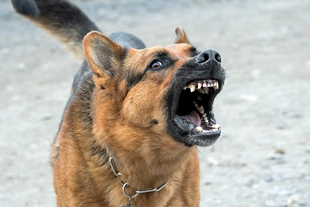 Bellender Hund