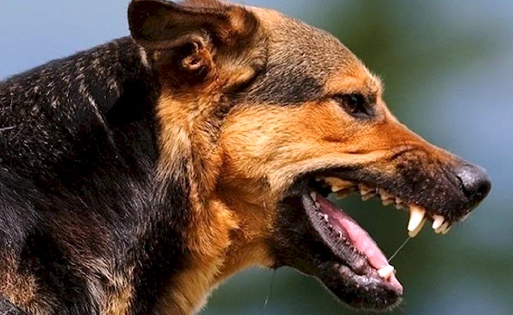 Ein wütender Schäferhund