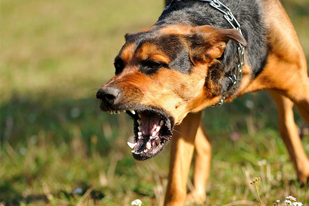 Schäferhund Rottweiler Dobermann