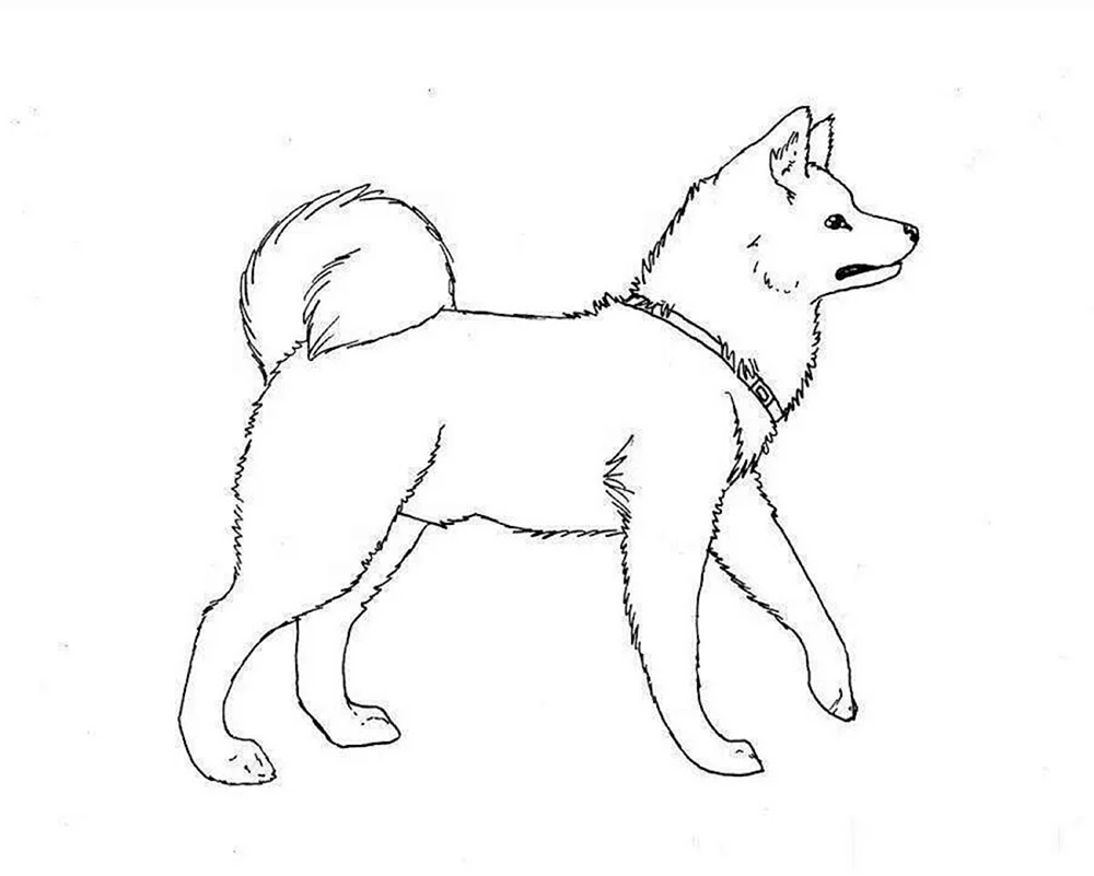 Hund Bleistiftzeichnung zum Zeichnen Hunde