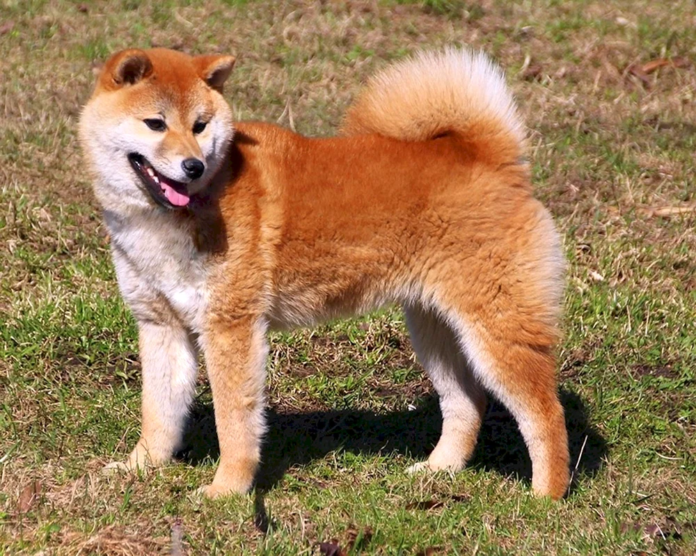 Pomeranian Spitz
