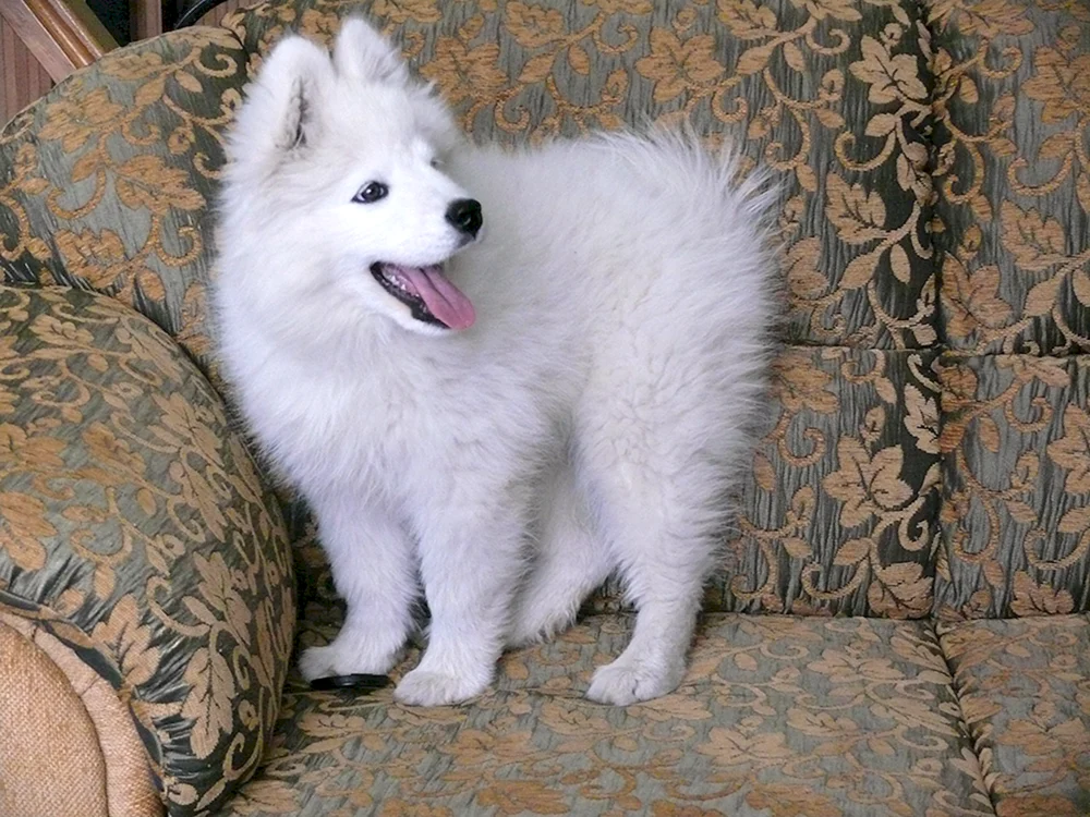 Samojeden Hund